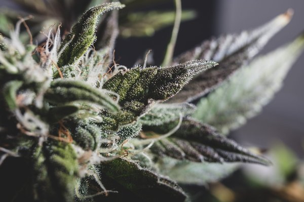 Top 5 offres de cbd à ne pas manquer sur mybud shop